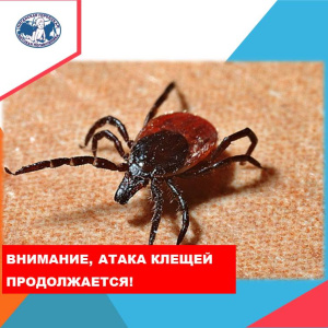 Эпидемиологи констатируют: затяжная весна не мешает клещам проявлять свою активность 