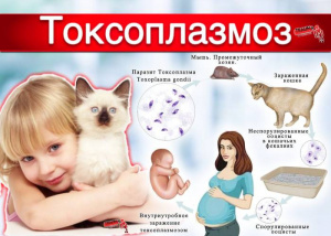 Любителям кошек на заметку! Токсоплазмоз 