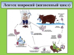 Лентец широкий. Профилактика и лечение.