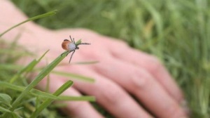 Клещи не дремлют 