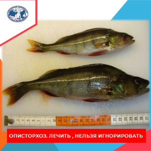 Это заболевание вылечить можно и даже нужно