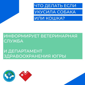 Что делать если укусила собака или кошка? 