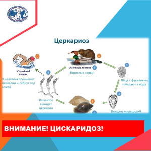 Что такое «зуд купальщика» и как его избежать?