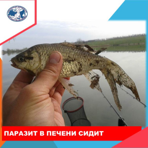 И вновь о профилактике описторхоза 