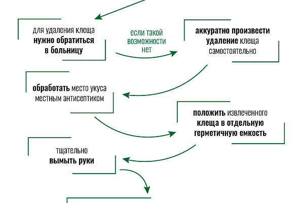 Как обезопасить себя от клещевого энцефалита. Читайте в карточках!